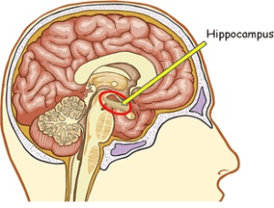hippocampus-300x228