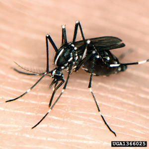 20140113_113449_Aedes-albopictus-(Foto-Susan-Ellis)