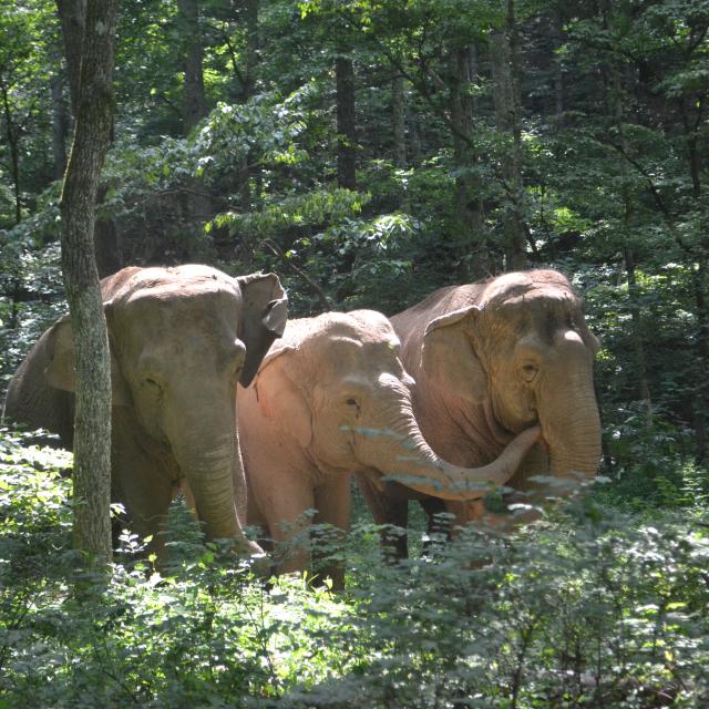 elephants