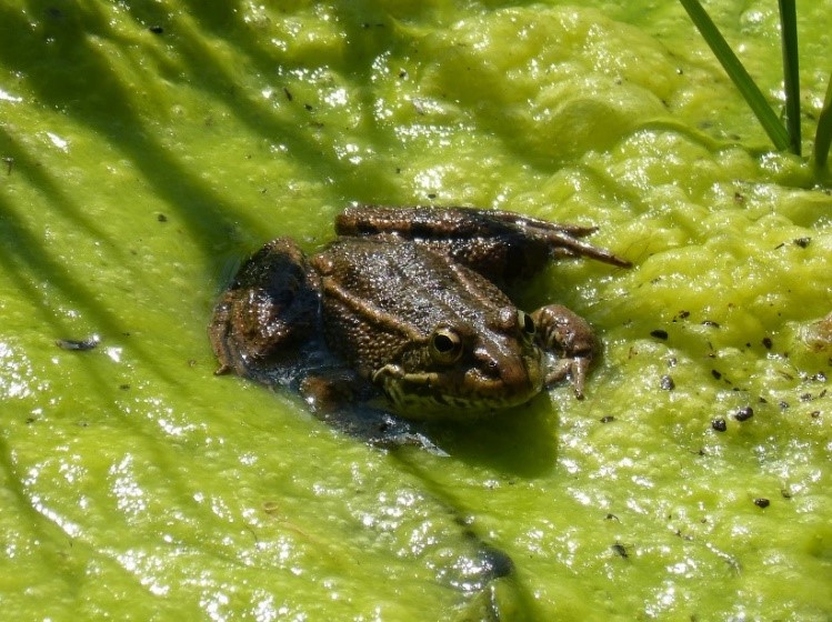 frog