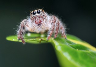 animal-arachnid-blur-257554.jpg