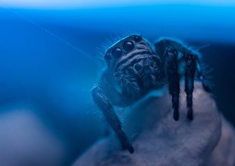 aquarium-blue-creepy-628996